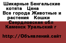 Шикарные Бенгальские котята › Цена ­ 25 000 - Все города Животные и растения » Кошки   . Свердловская обл.,Каменск-Уральский г.